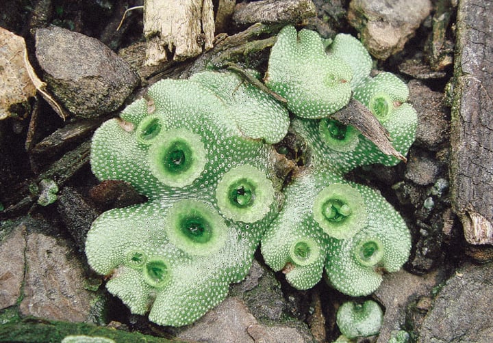 Non Marijuana Plants that Contain Cannabinoids Potent