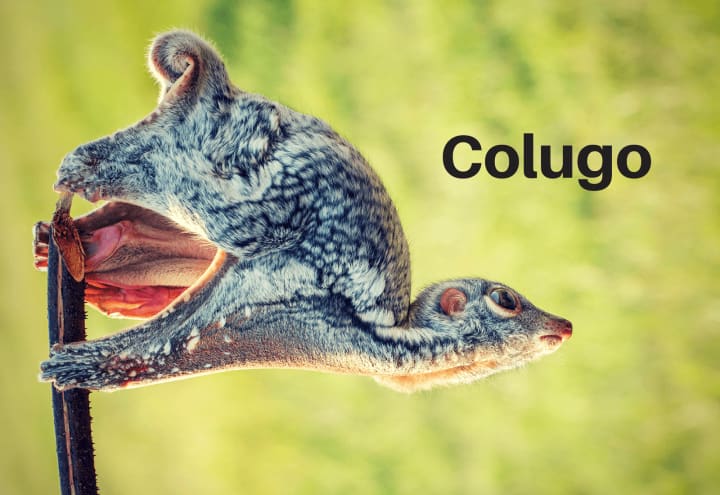 Top 10 Strangest Flying Animals That Are Not Birds | Petlife Top 10 Strangest Flying Animals That Are Not Birds | Petlife