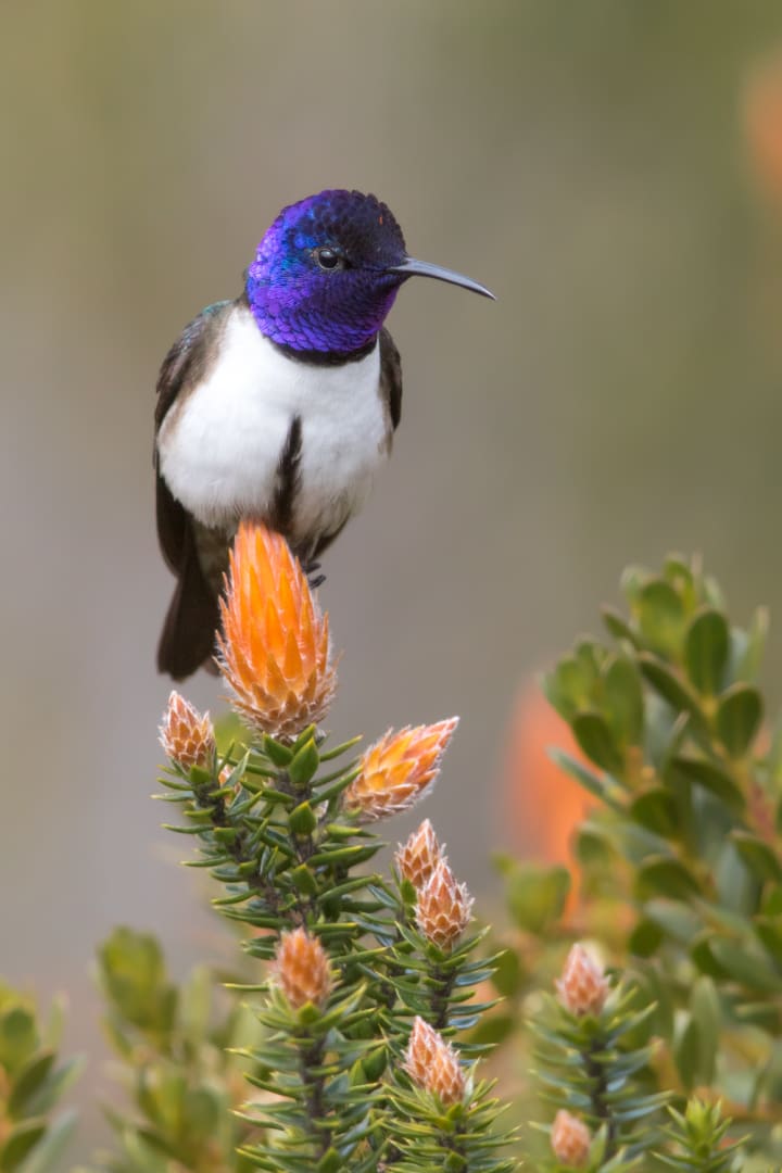 Best Wildlife Photographers on Instagram to Follow | Photography Best Wildlife Photographers on Instagram to Follow | Photography