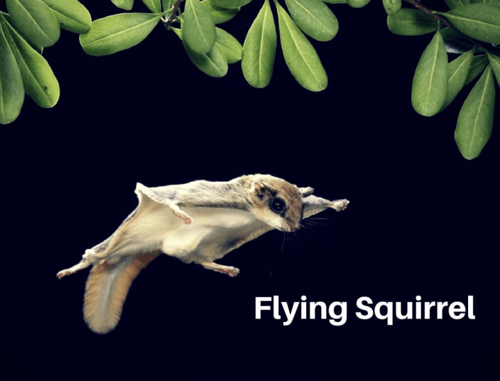 Top 10 Strangest Flying Animals That Are Not Birds | Petlife Top 10 Strangest Flying Animals That Are Not Birds | Petlife