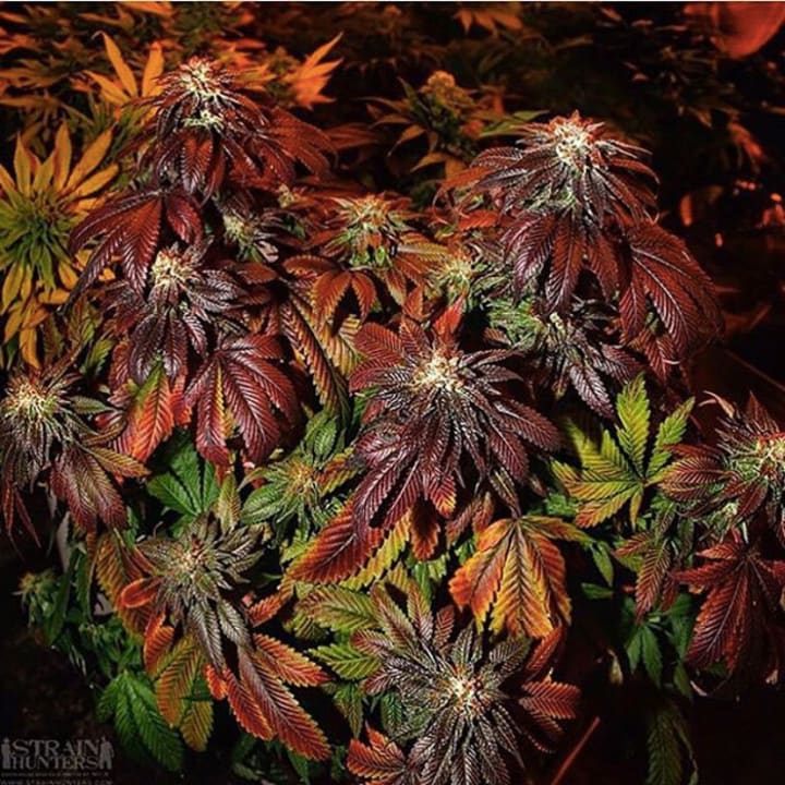 Weed Instagram Accounts to Follow Potent