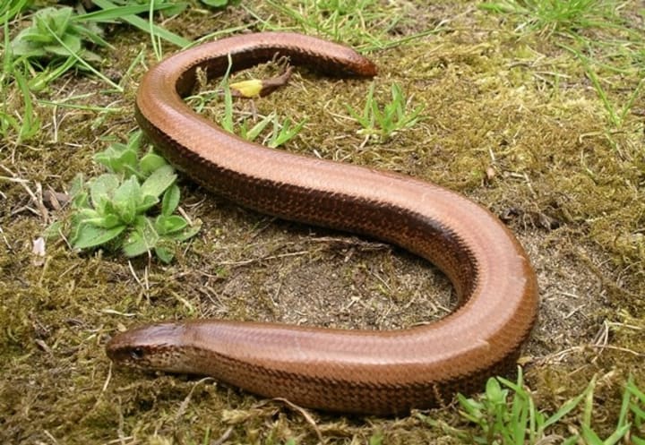 What Pokemon Might We Meet In The Galar Region Gamers