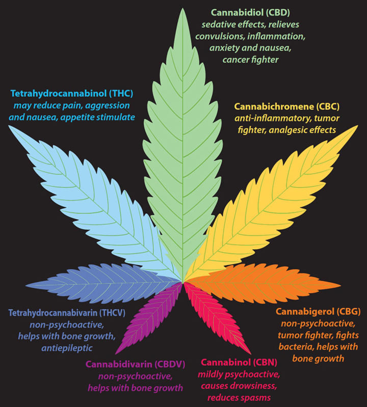 Understanding Cannabinoids  Potent