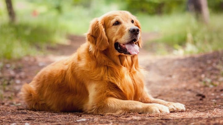 best-breeds-for-therapy-dogs-petlife