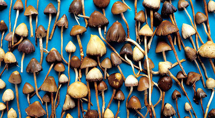 Magic Mushroom Guide | Potent