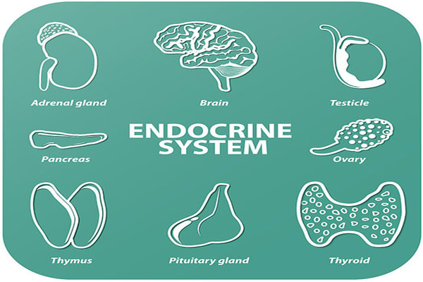 Discuss and Evaluate the Influence of Hormones on Psychology and Behaviour