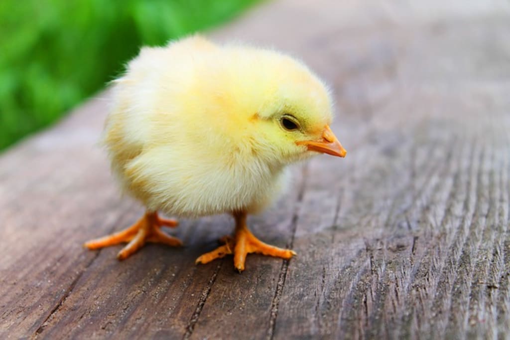 Backyard Chickens (Pt. 4) Backyard Chickens (Pt. 4)