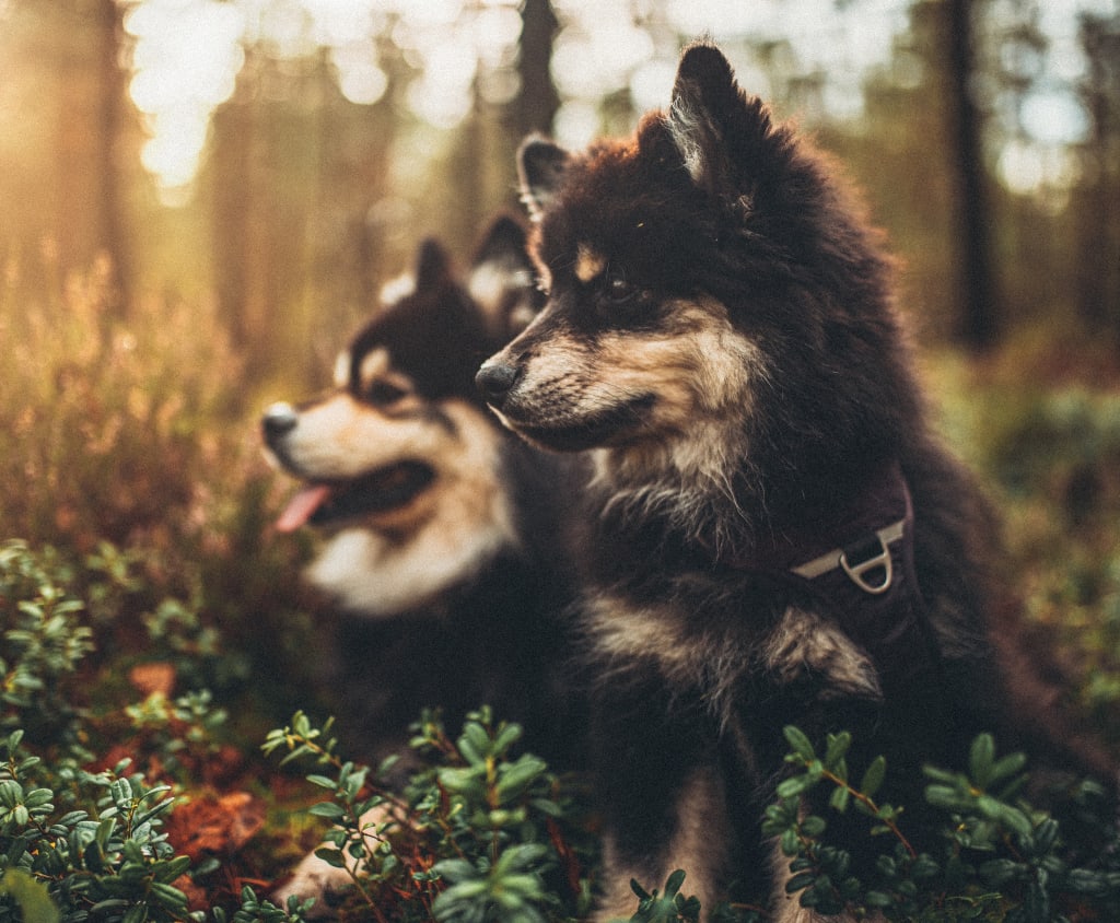 Dangerous Animals and Insects: Keep Your Pets Safe Dangerous Animals and Insects: Keep Your Pets Safe