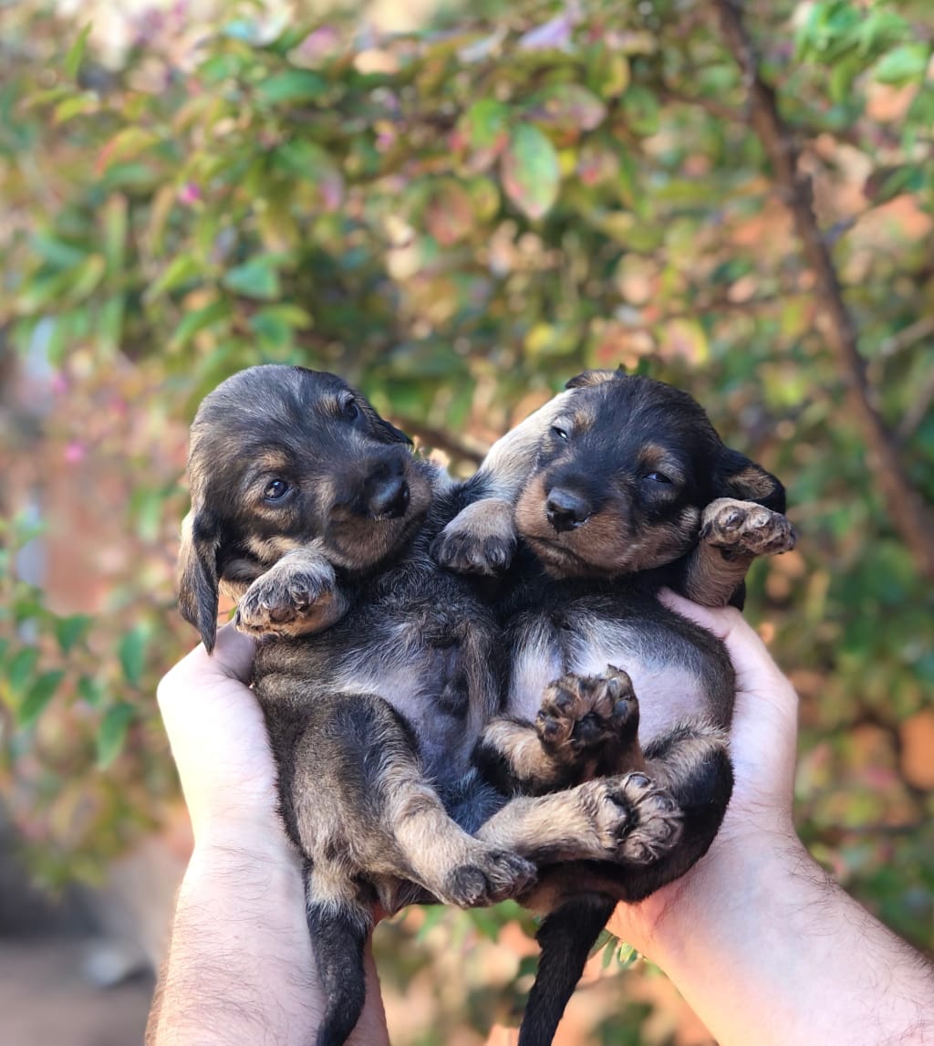 Knowing the Right Time to Sell Newborn Puppies Knowing the Right Time to Sell Newborn Puppies