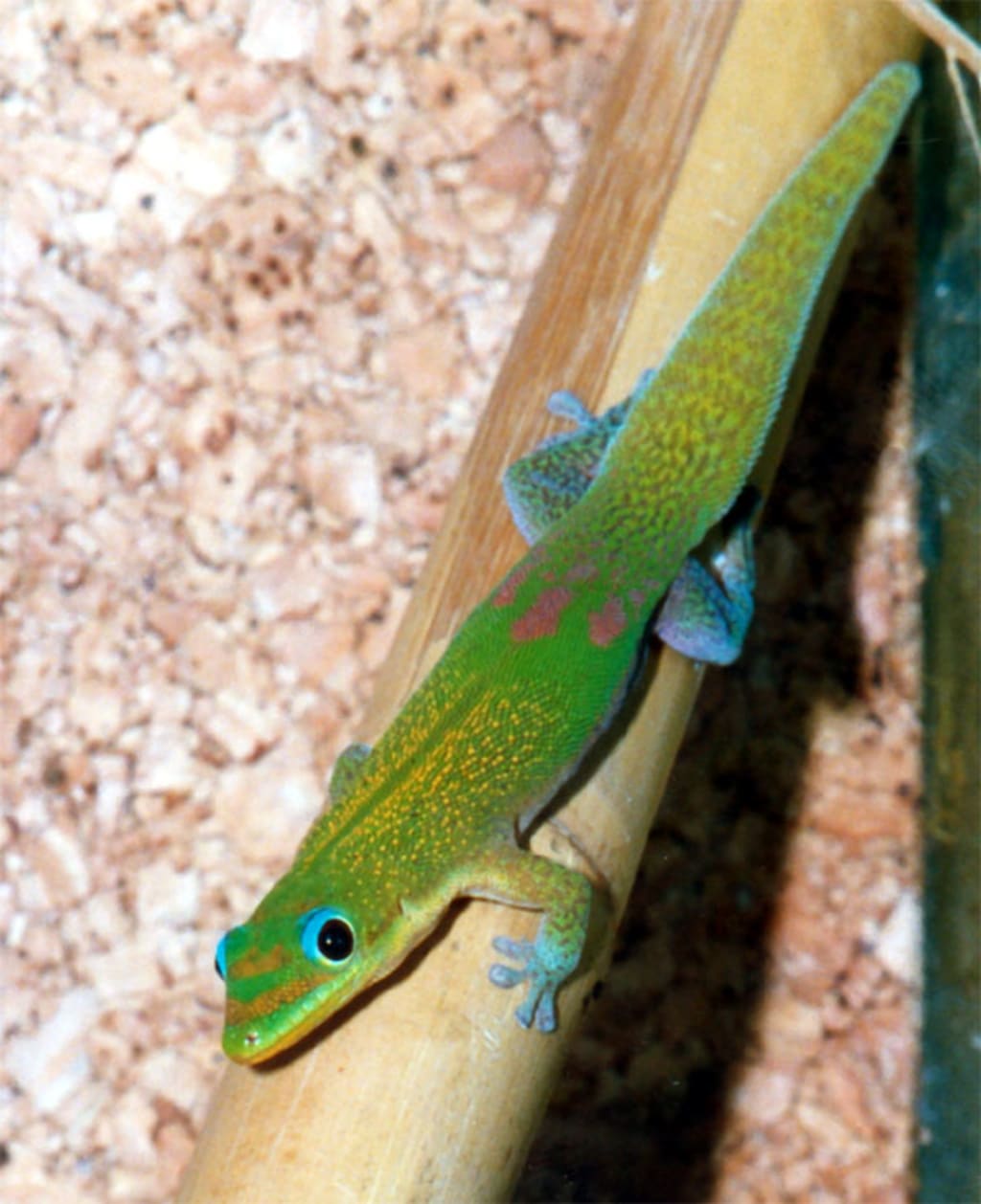 I Married a Herpetophile (Pt. 2) I Married a Herpetophile (Pt. 2)