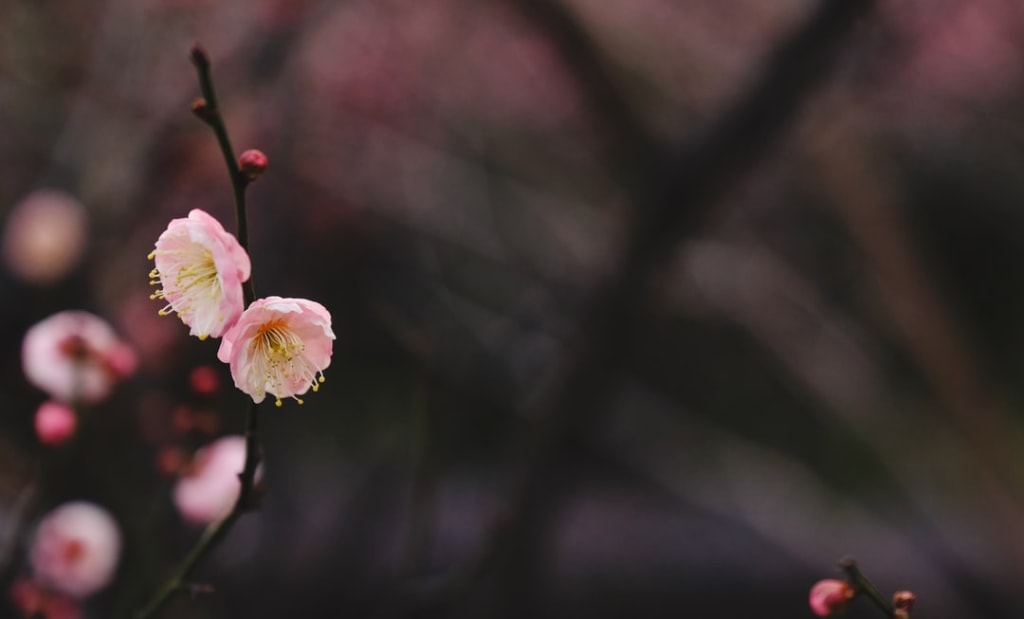 Life Is Our Priceless Gift Life Is Our Priceless Gift