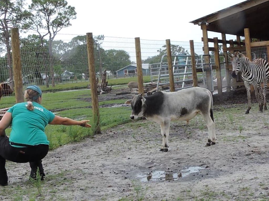 Zebra Training: Positive Associations Zebra Training: Positive Associations