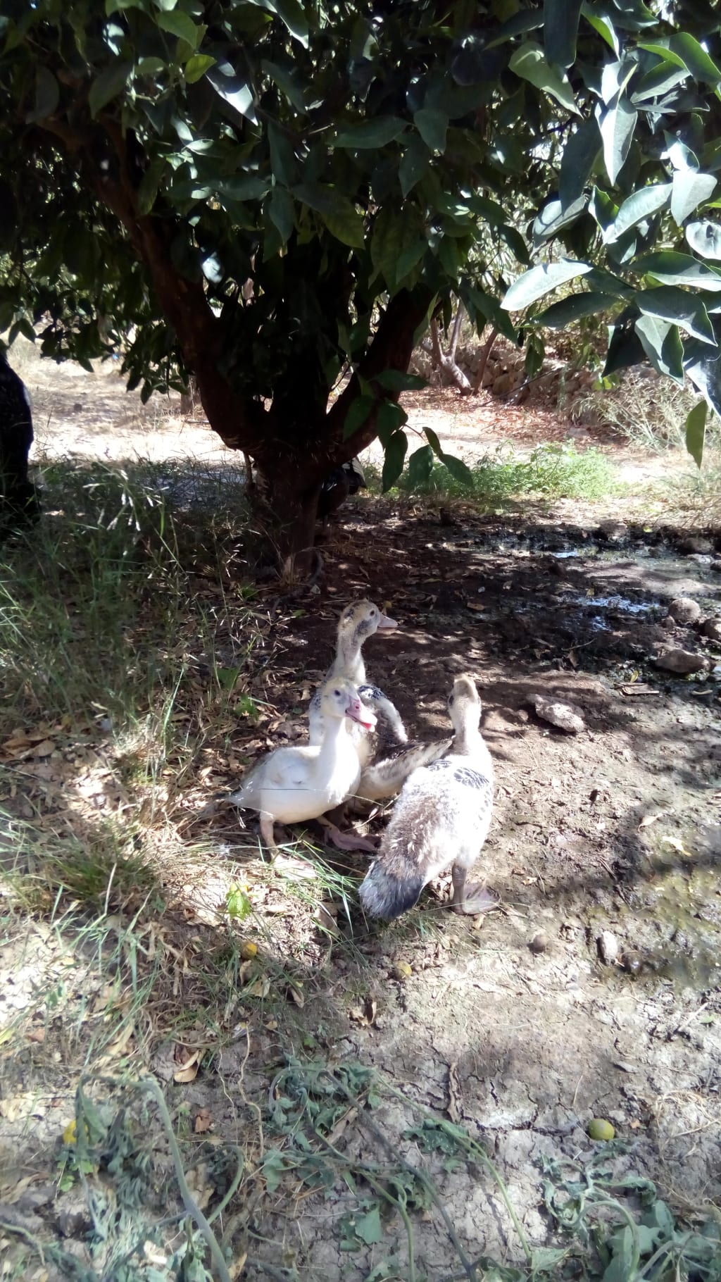 From Clucks to Ducks! From Clucks to Ducks!