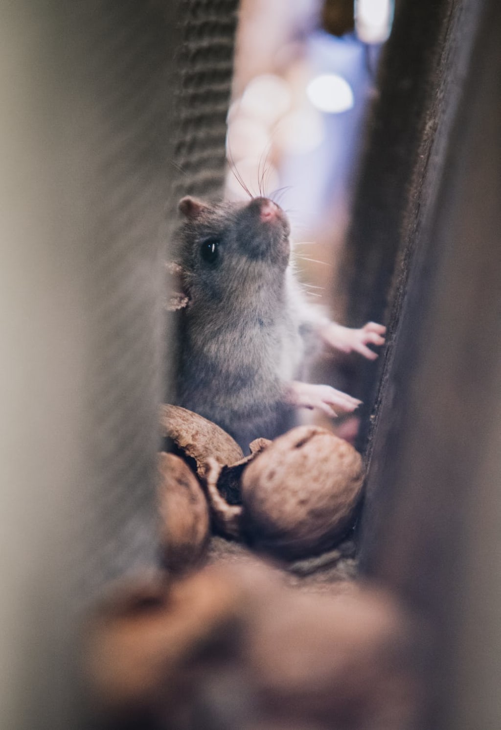 How to Get Rid of Mice When They’ve Invaded Your Home How to Get Rid of Mice When They’ve Invaded Your Home