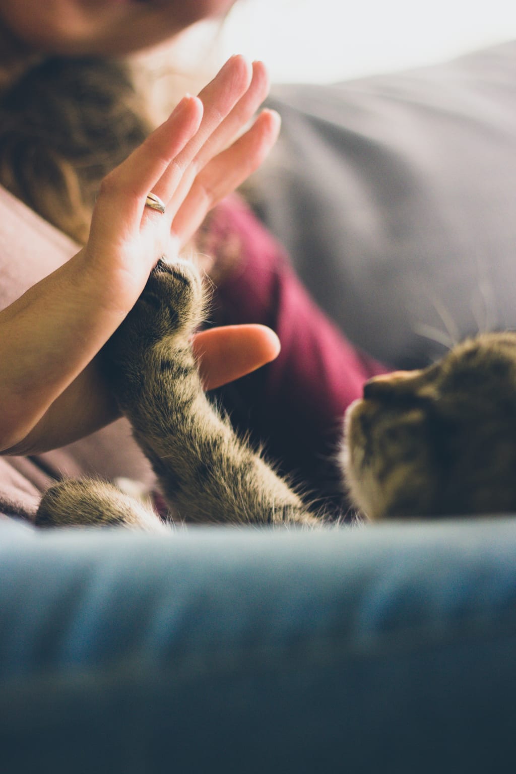 What to Know About Essential Oils and Your Pet What to Know About Essential Oils and Your Pet