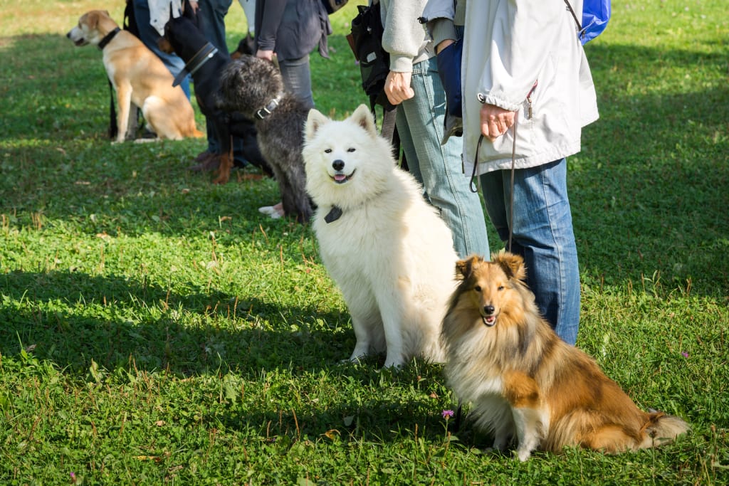 6 Benefits of Obedience Training for Dogs 6 Benefits of Obedience Training for Dogs