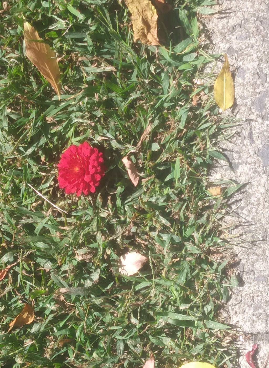 A Little Red Flower A Little Red Flower