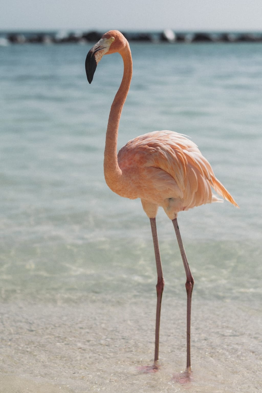 A Bird Does Birds Things A Bird Does Birds Things