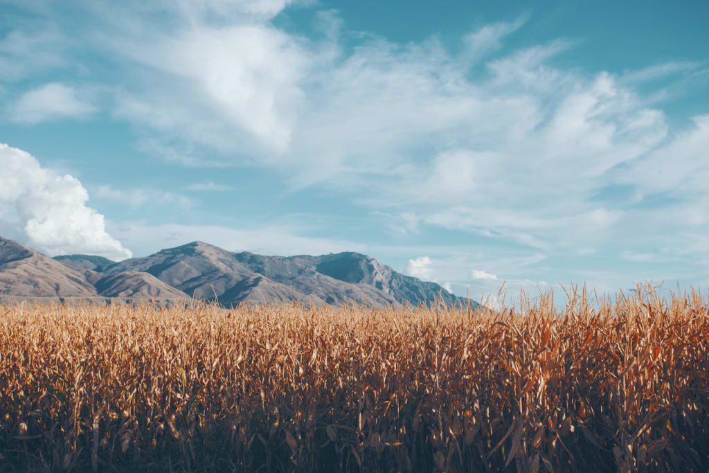 Should Genetically Modified Foods Be Labelled? Should Genetically Modified Foods Be Labelled?