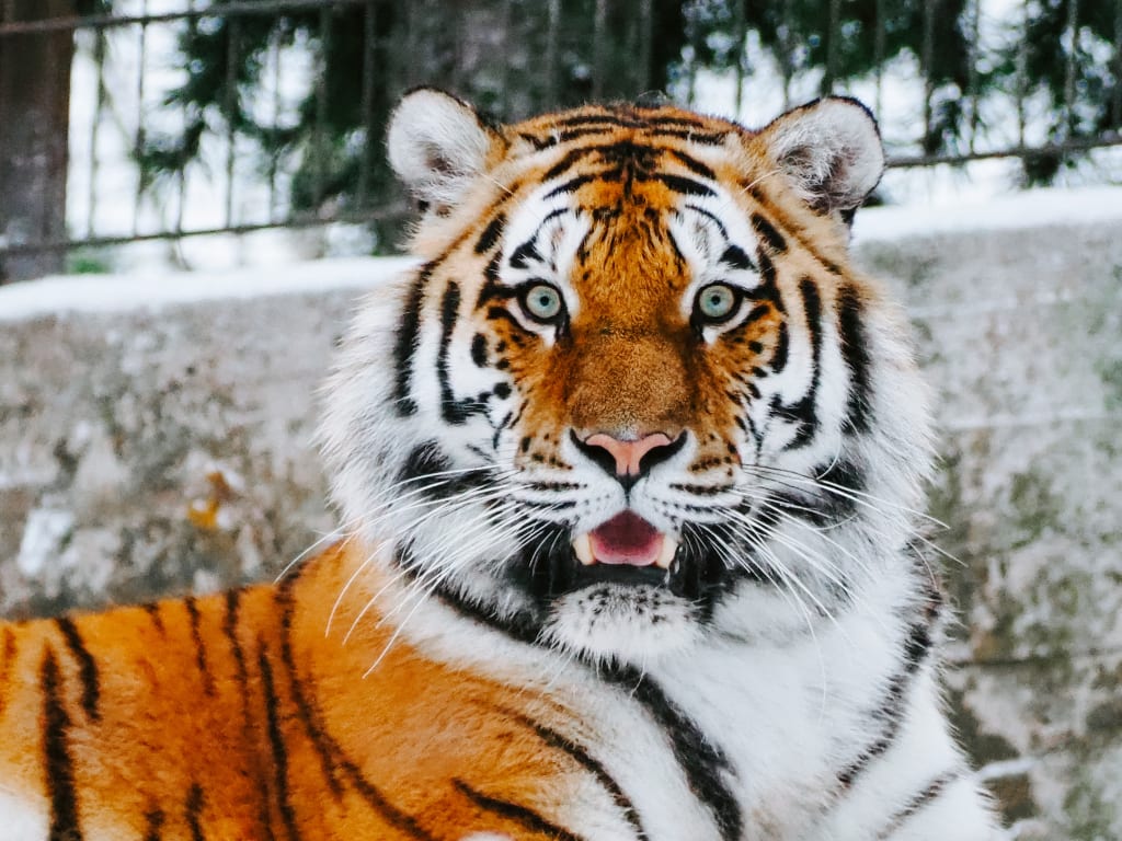 Mahopac Native Brings the Plight of the Tiger Home in 'Tigerland' Mahopac Native Brings the Plight of the Tiger Home in 'Tigerland'