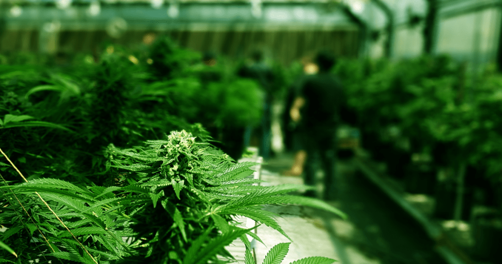 Cannabis Industry and Ancillary Economic Benefits in US Cannabis Industry and Ancillary Economic Benefits in US