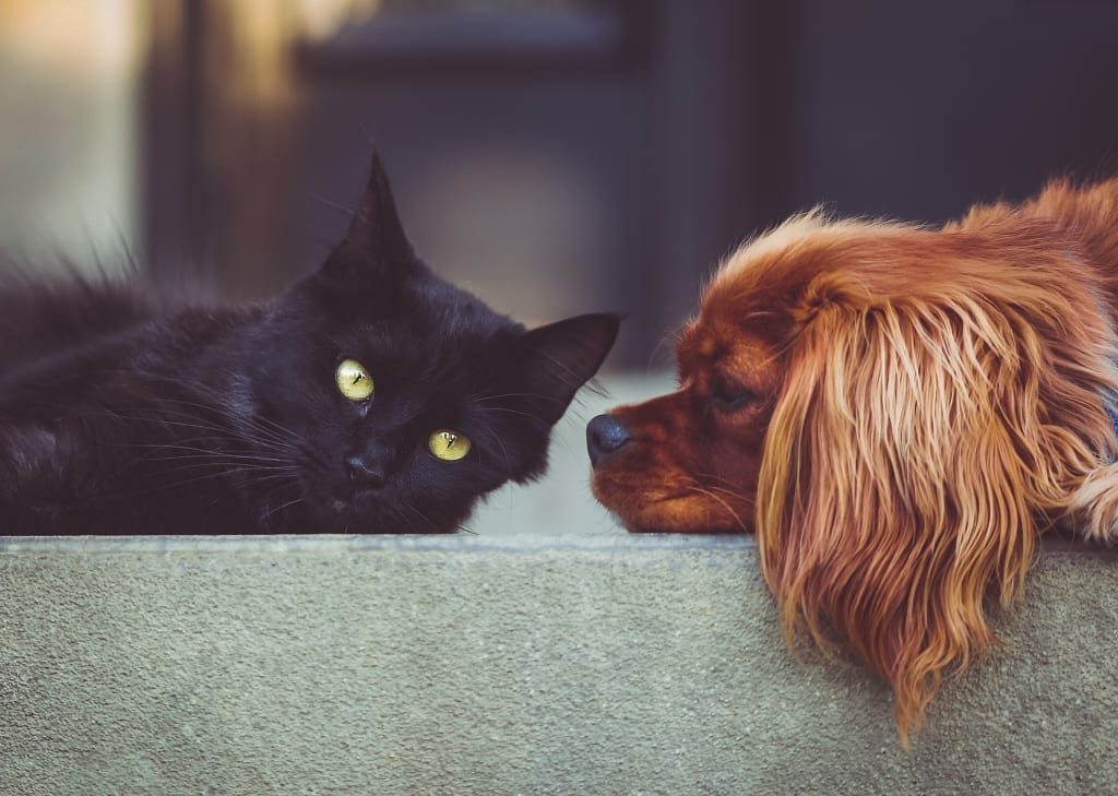 Are Dog and Cat People Really That Different?
Are Dog and Cat People Really That Different?