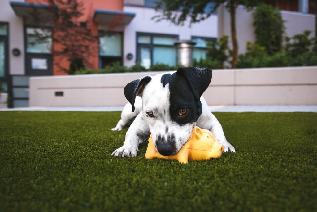 Simple Tips for Your New Puppy Simple Tips for Your New Puppy