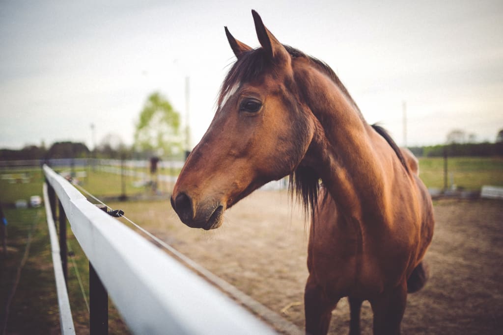30 Interesting Horse Facts 30 Interesting Horse Facts