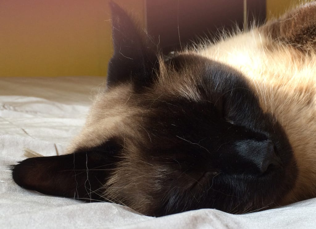 Omar's Diary - Monday 11th November 2019 Omar's Diary - Monday 11th November 2019