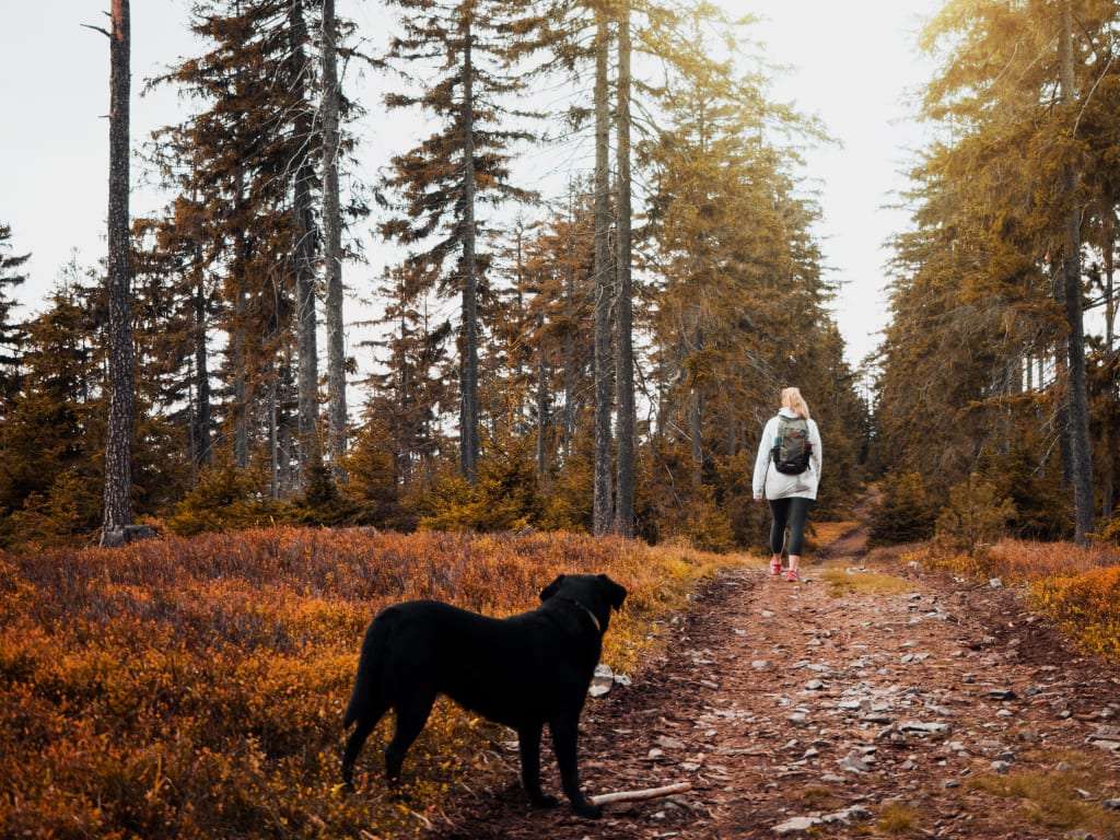 5 Tips to Enjoying the Great Outdoors with Your Dog 5 Tips to Enjoying the Great Outdoors with Your Dog