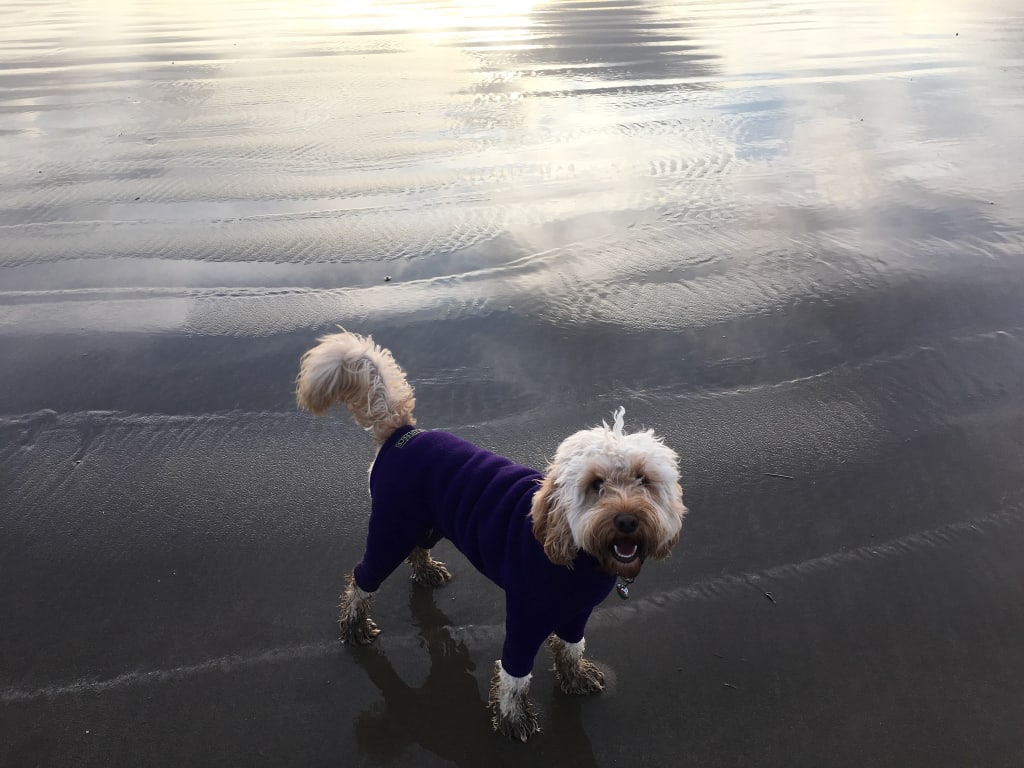 The Adventures of Dexter the Dog The Adventures of Dexter the Dog