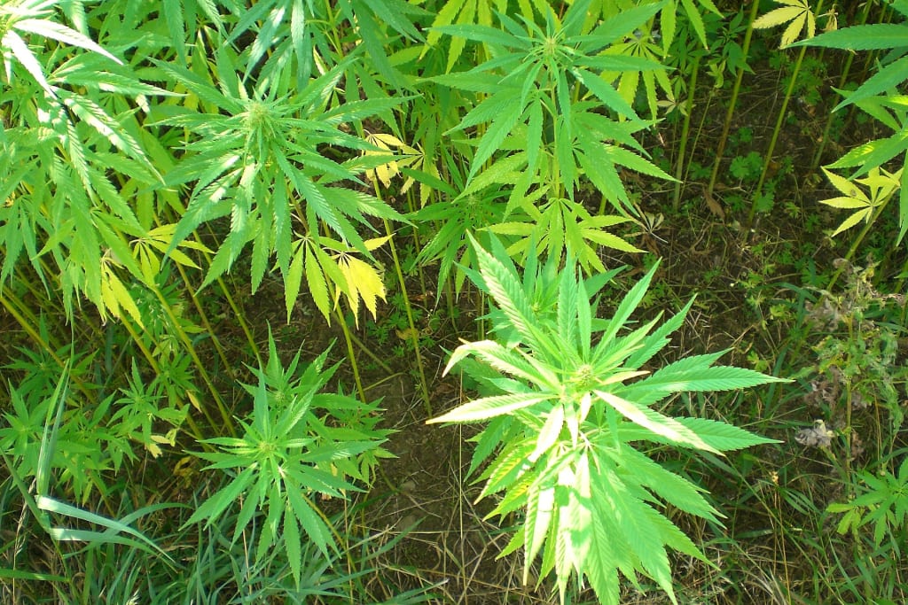 Is Hemp Extract Worth Taking? Is Hemp Extract Worth Taking?
