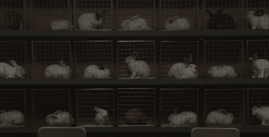 A Filmmaker's Guide to Animals as Psychological Symbol A Filmmaker's Guide to Animals as Psychological Symbol