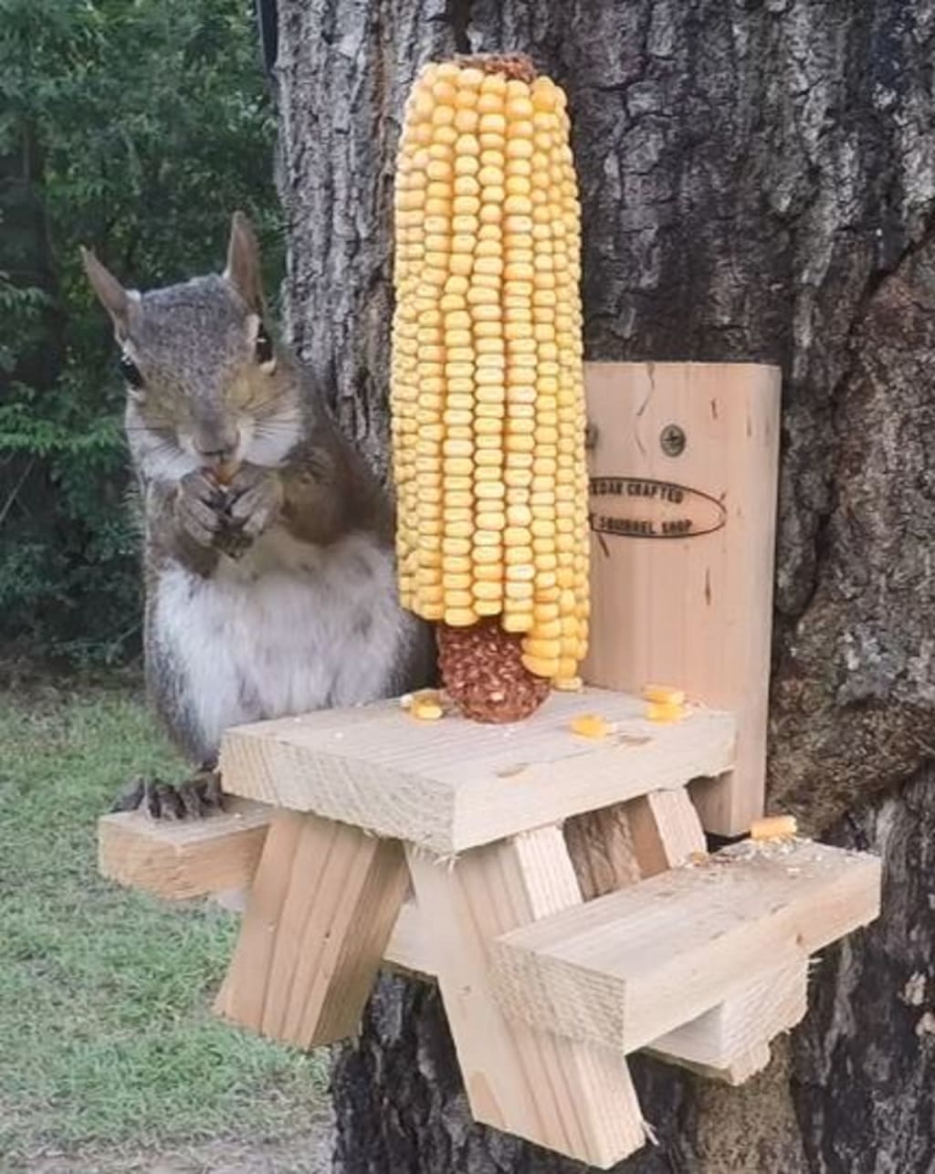 Dogs vs Squirrels! Dogs vs Squirrels!