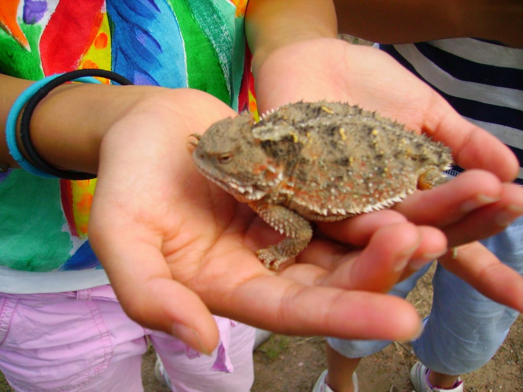 Scaly, Creepy, Crawly and Wonderful Visitors Scaly, Creepy, Crawly and Wonderful Visitors