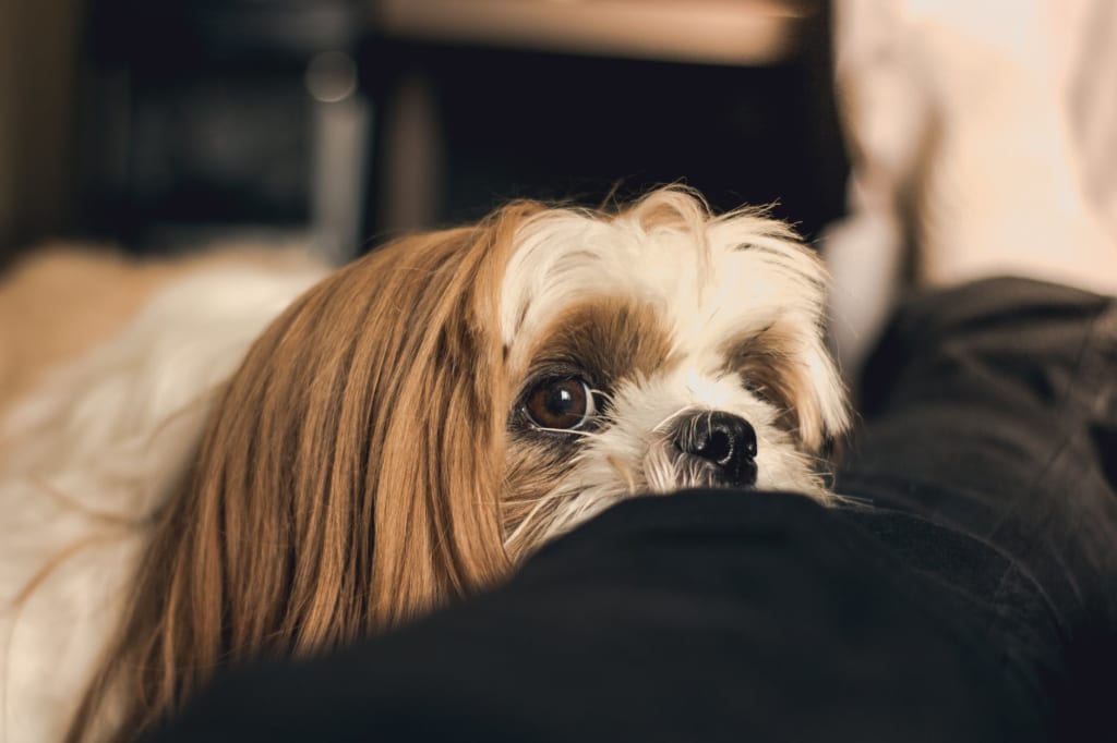 A Guideline To Minimize Your Dog s Shedding