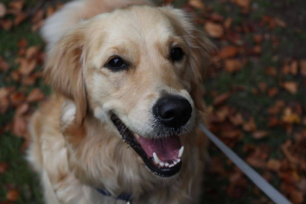 To my dog, thank you. To my dog, thank you.