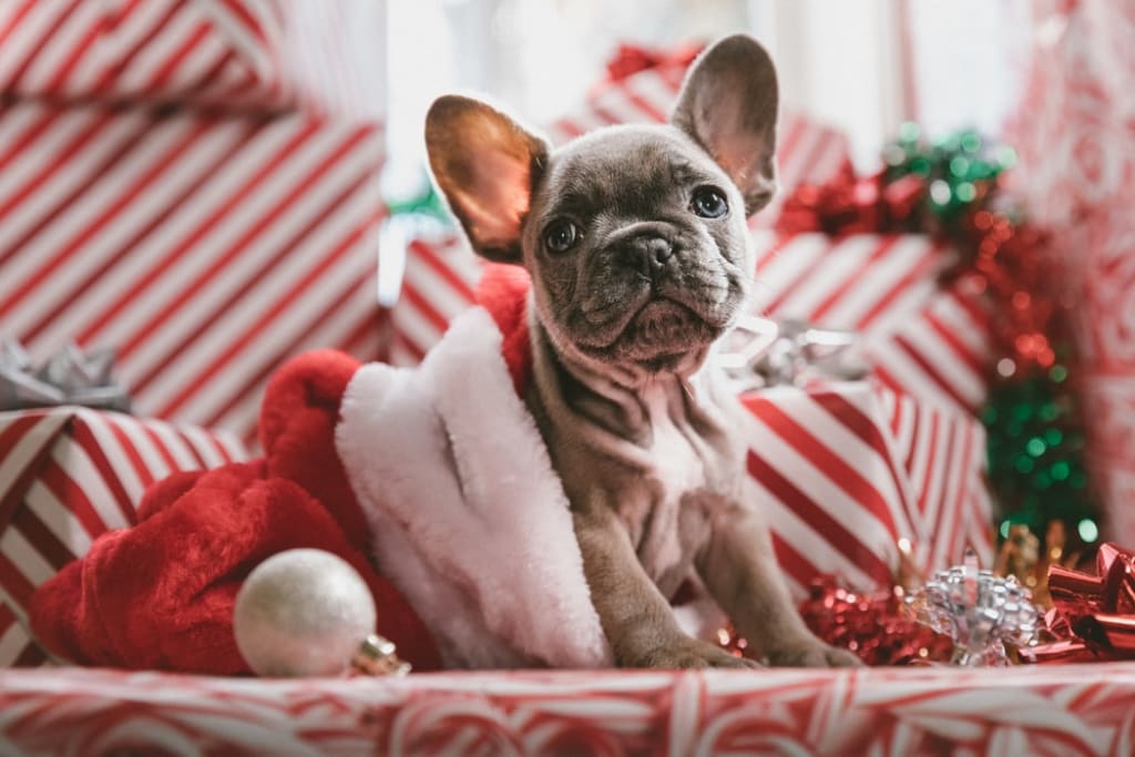 Foods to never feed your dog Foods to never feed your dog