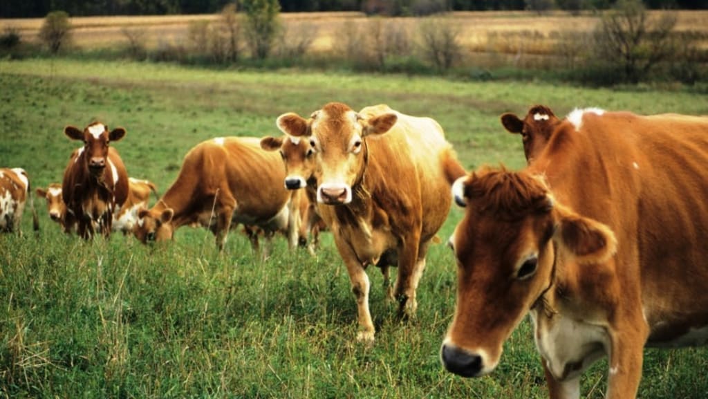 Why Choose Grass-Fed Meat: All You Need to Know Why Choose Grass-Fed Meat: All You Need to Know