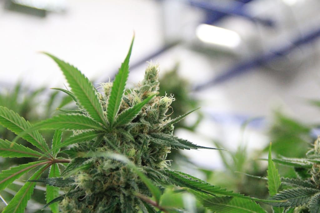 5 cannabis strains for the winter season (2020)
5 cannabis strains for the winter season (2020)