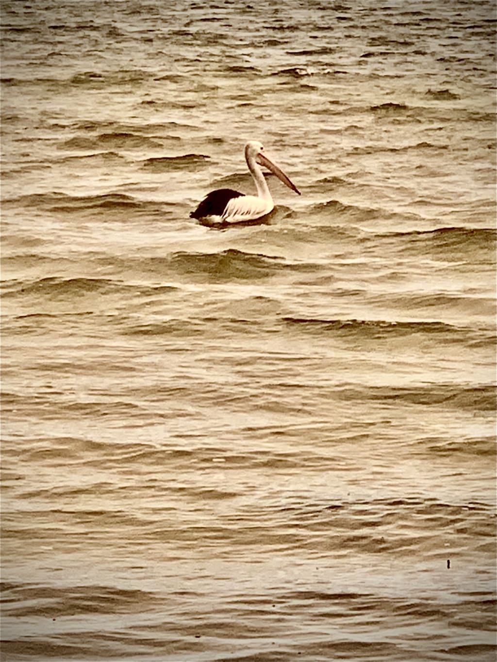 The Pelican. The Pelican.