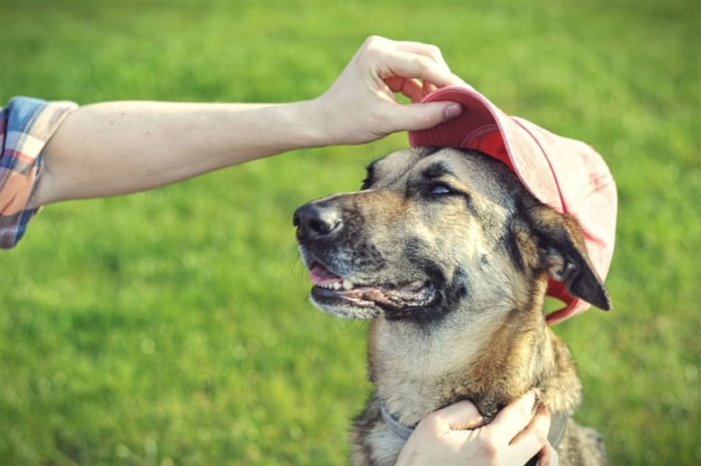 How To Take Care Of Your Dog When It’s Hot? How To Take Care Of Your Dog When It’s Hot?