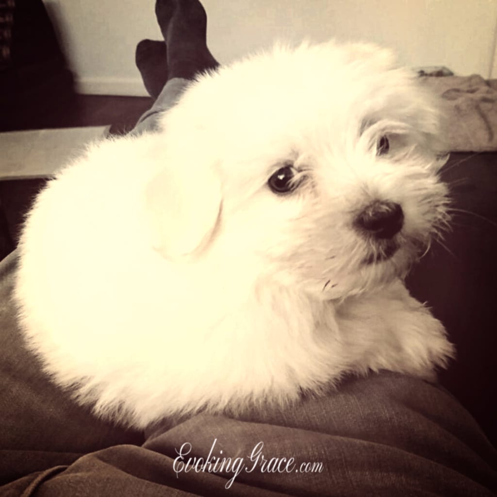 The One Thing My Puppy Taught Me The One Thing My Puppy Taught Me