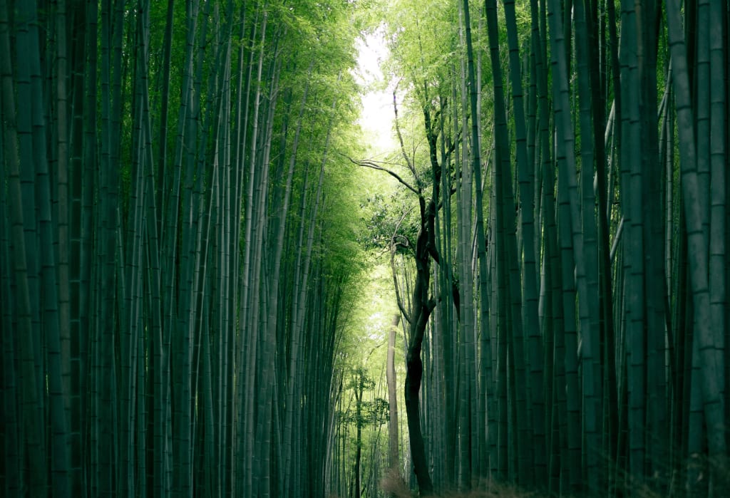 Is Bamboo the sustainable material of the future? Is Bamboo the sustainable material of the future?