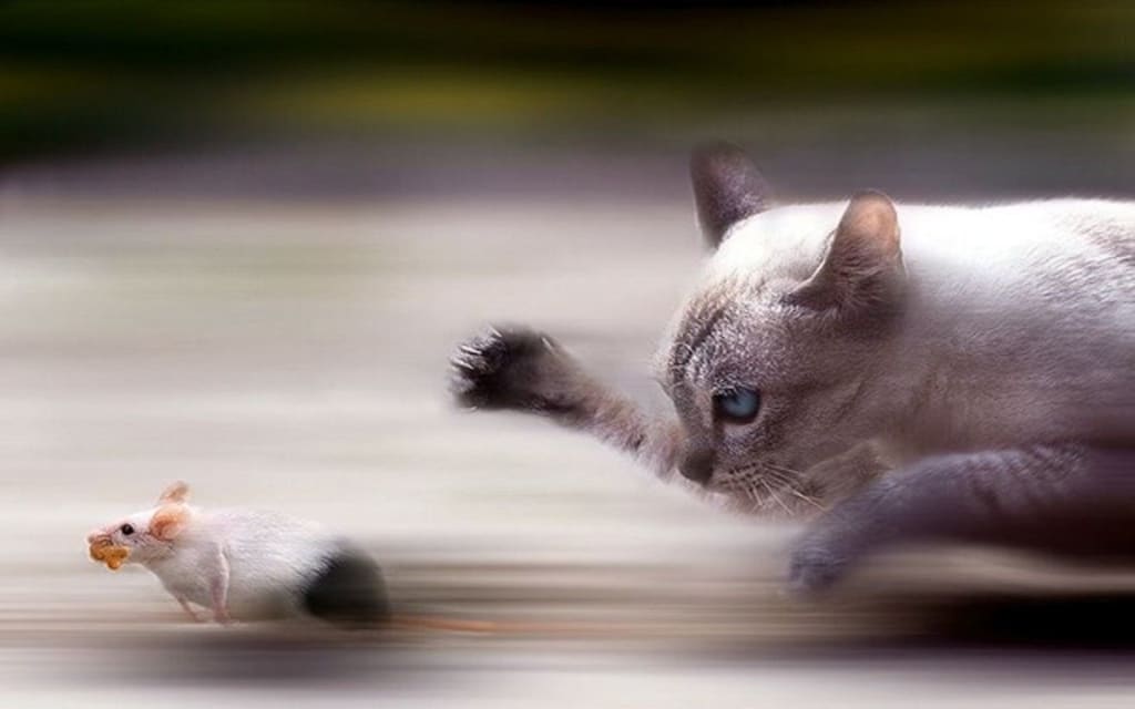 Cat and Mouse Cat and Mouse