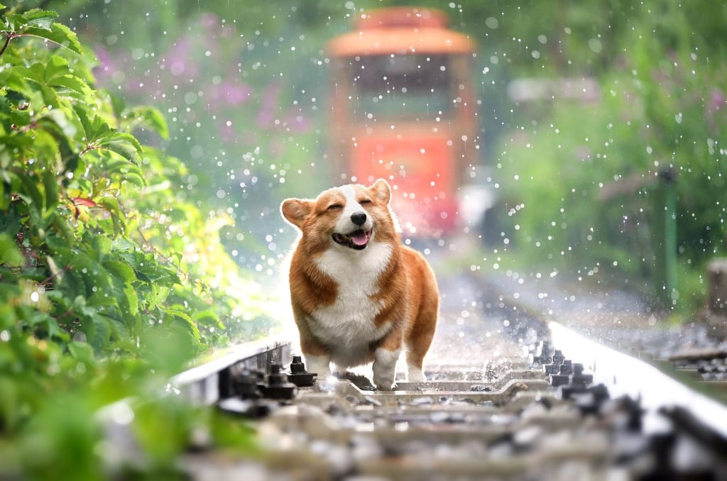 10 Reasons Why Dogs are the Best 10 Reasons Why Dogs are the Best