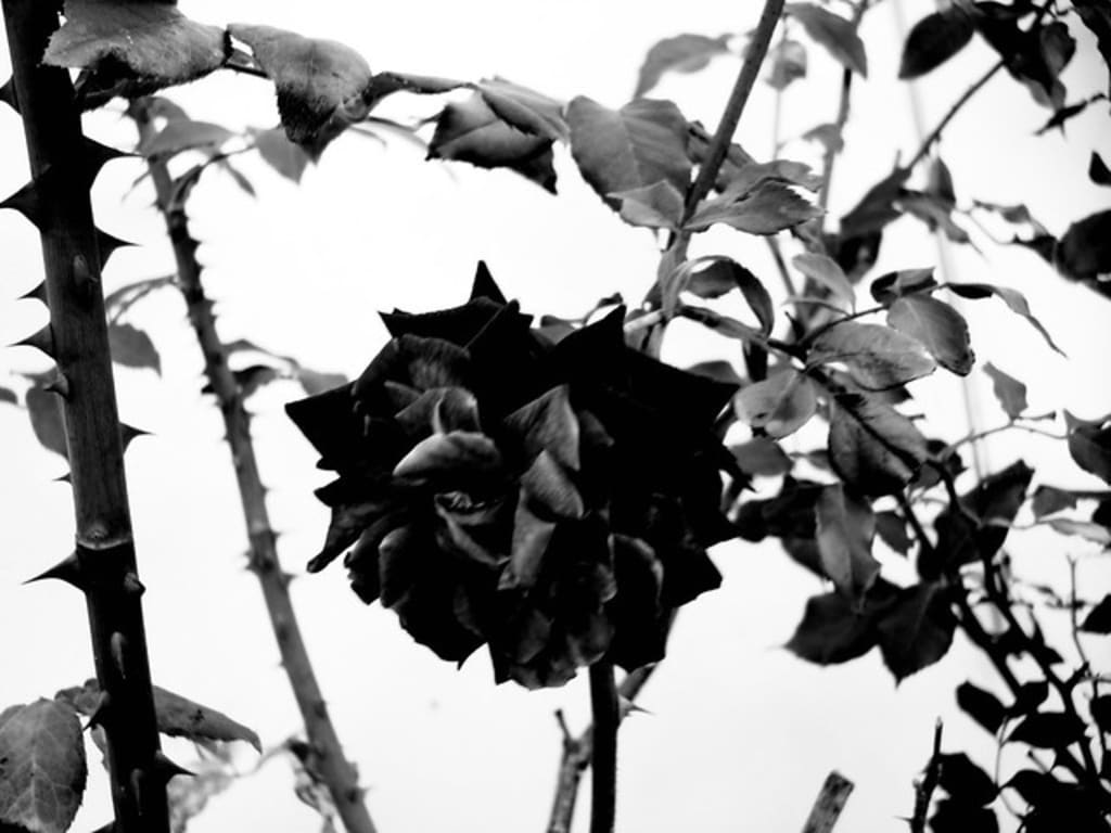 The Black Rose The Black Rose