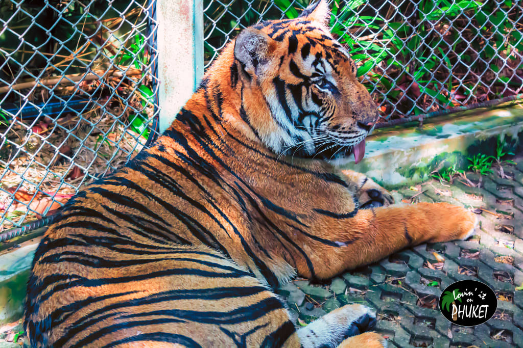 Tiger Kingdom Phuket Tiger Kingdom Phuket