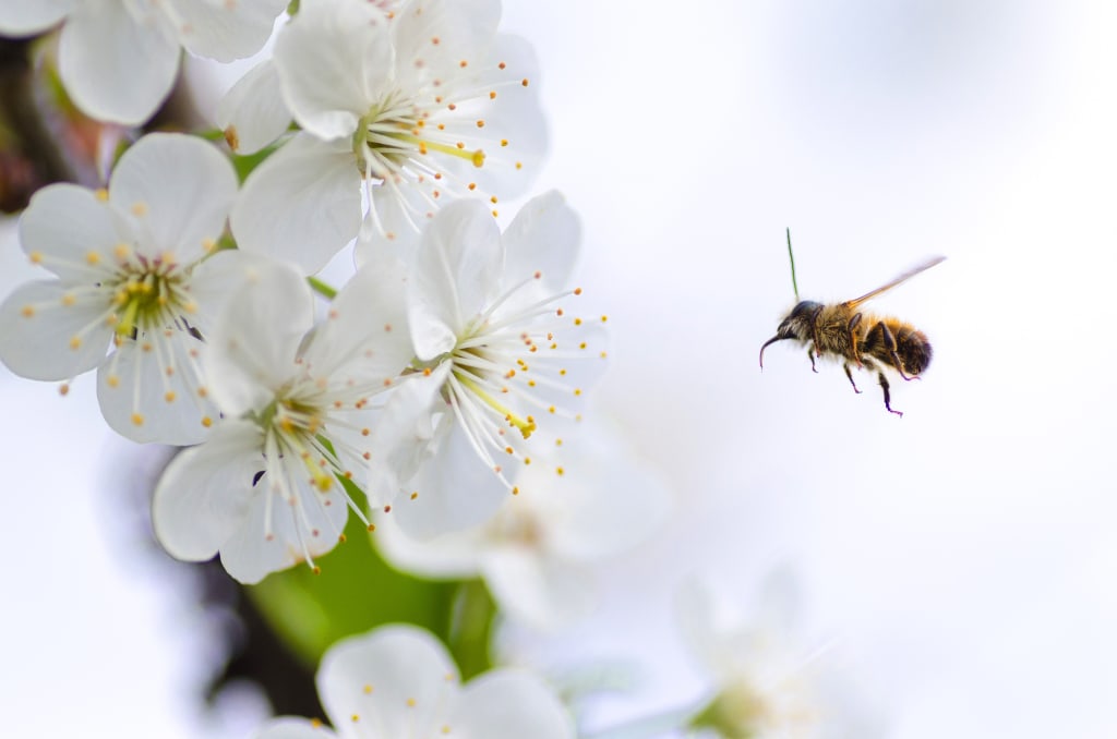 How to Protect Your Children Against Bee Stings
How to Protect Your Children Against Bee Stings