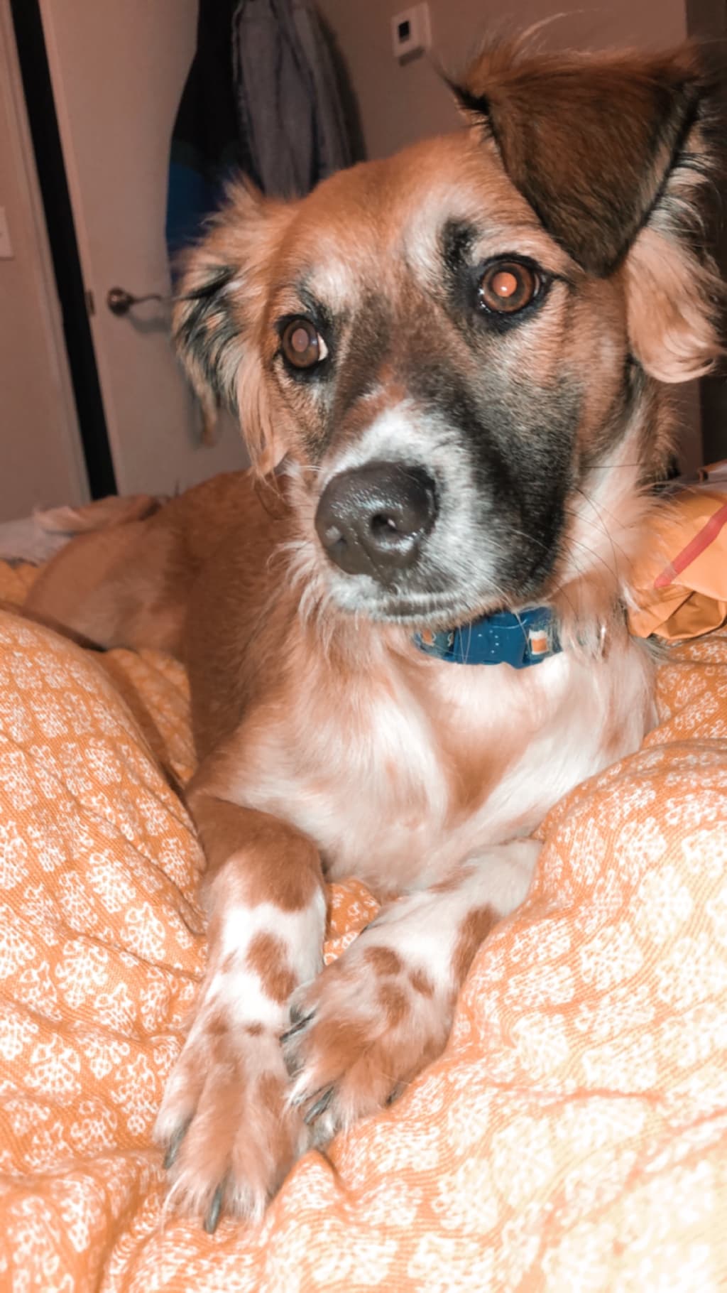 Tips for Training your Doggo Tips for Training your Doggo